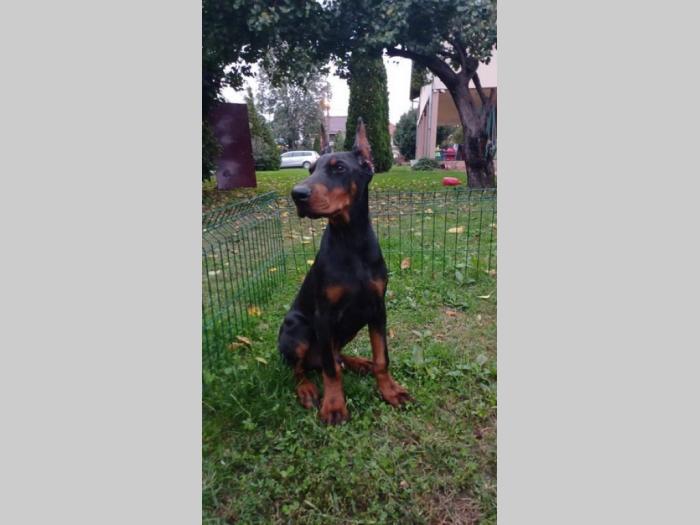 na prodaju štenci dobermana starosti 4 meseca, spremni za novi dom besplatni mali oglasi