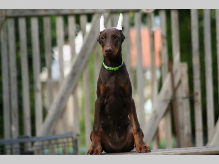 na prodaju štenci dobermana starosti 4 meseca, spremni za novi dom besplatni mali oglasi