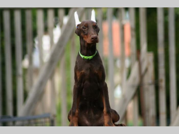na prodaju štenci dobermana starosti 4 meseca, spremni za novi dom besplatni mali oglasi