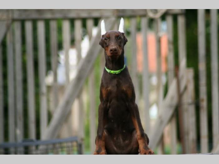 na prodaju štenci dobermana starosti 4 meseca, spremni za novi dom besplatni mali oglasi