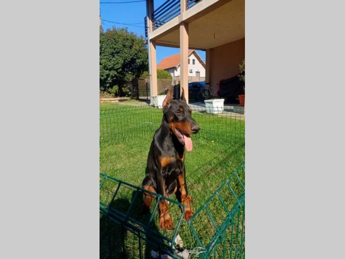 na prodaju štenci dobermana starosti 4 meseca, spremni za novi dom besplatni mali oglasi