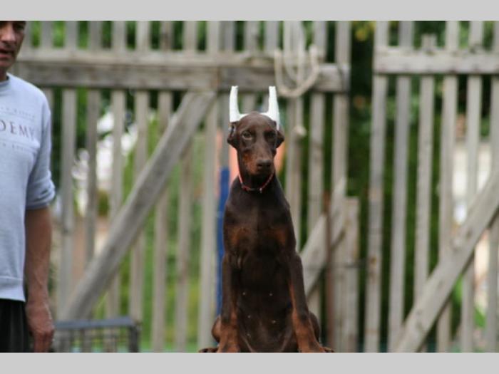 na prodaju štenci dobermana starosti 4 meseca, spremni za novi dom besplatni mali oglasi