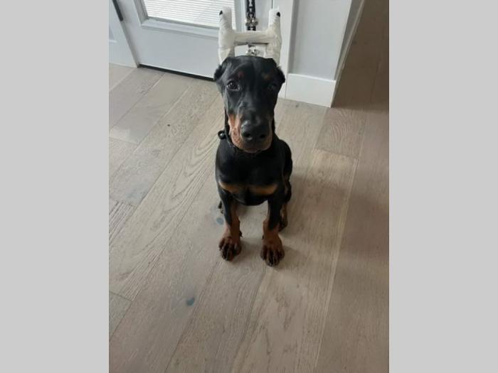 na prodaju štenci dobermana starosti 4 meseca, spremni za novi dom besplatni mali oglasi