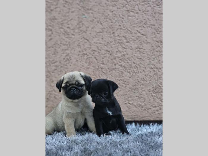 mops štenci besplatni mali oglasi
