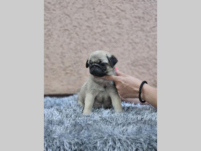 mops štenci besplatni mali oglasi