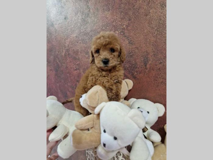 prelepe pudlice toy i mini spremne za preuzimanje besplatni mali oglasi