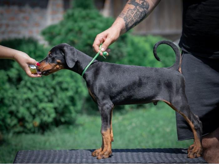 doberman štenci besplatni mali oglasi