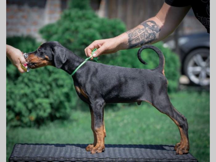 doberman štenci besplatni mali oglasi