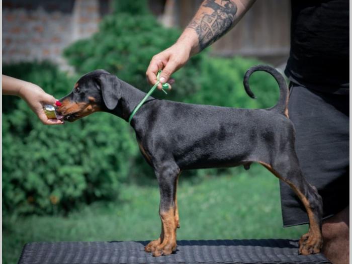 doberman štenci besplatni mali oglasi