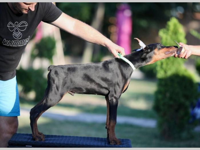 doberman štenci besplatni mali oglasi