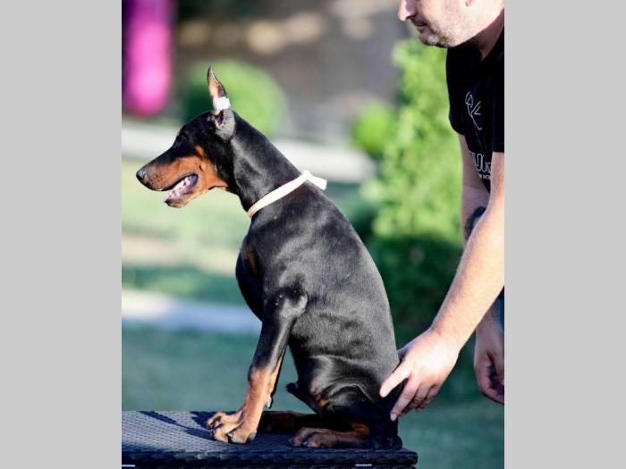 doberman štenci besplatni mali oglasi