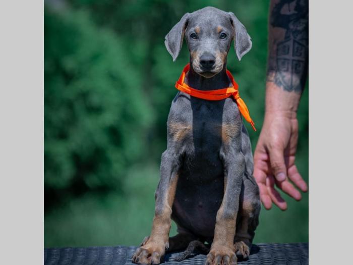 doberman štenci besplatni mali oglasi