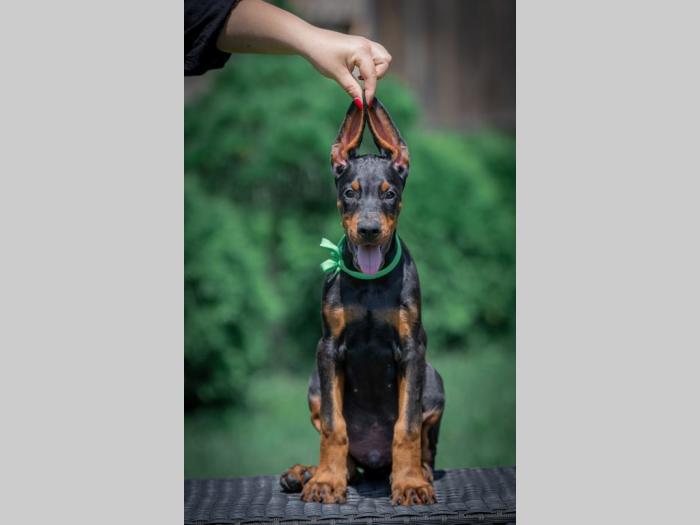 doberman štenci besplatni mali oglasi