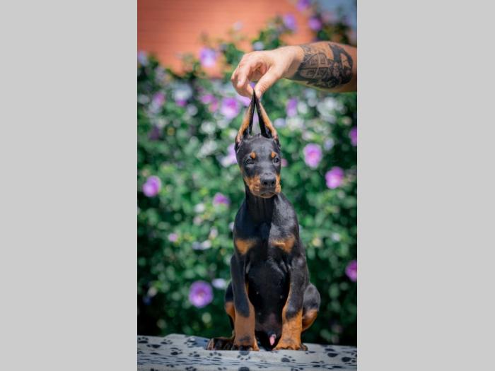 doberman štenci besplatni mali oglasi