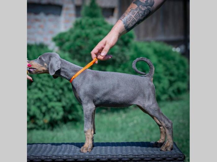 doberman štenci besplatni mali oglasi