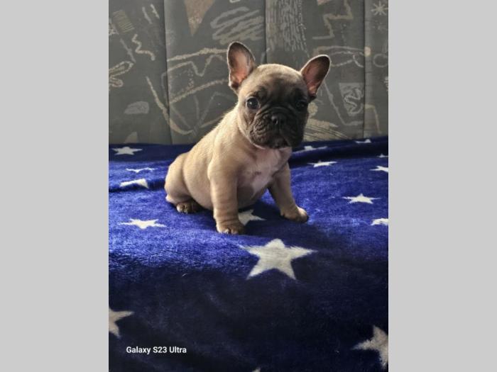 francuski buldog prelepi štenci besplatni mali oglasi
