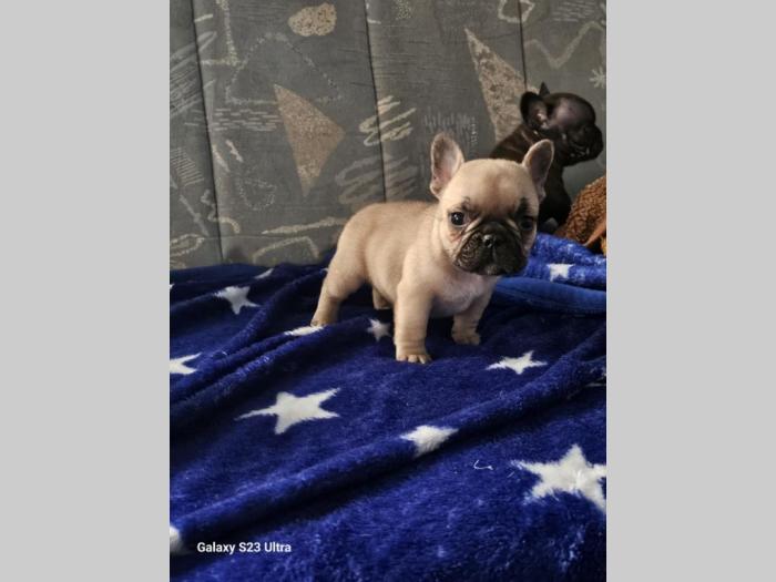 francuski buldog prelepi štenci besplatni mali oglasi