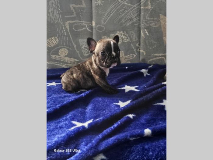 francuski buldog prelepi štenci besplatni mali oglasi
