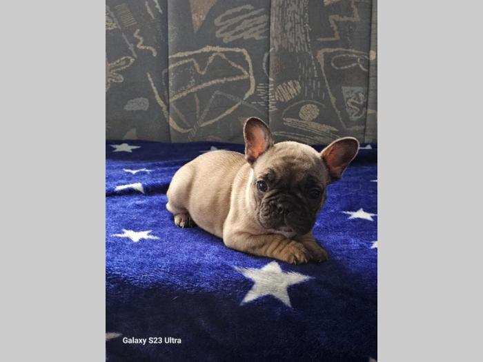 francuski buldog prelepi štenci besplatni mali oglasi