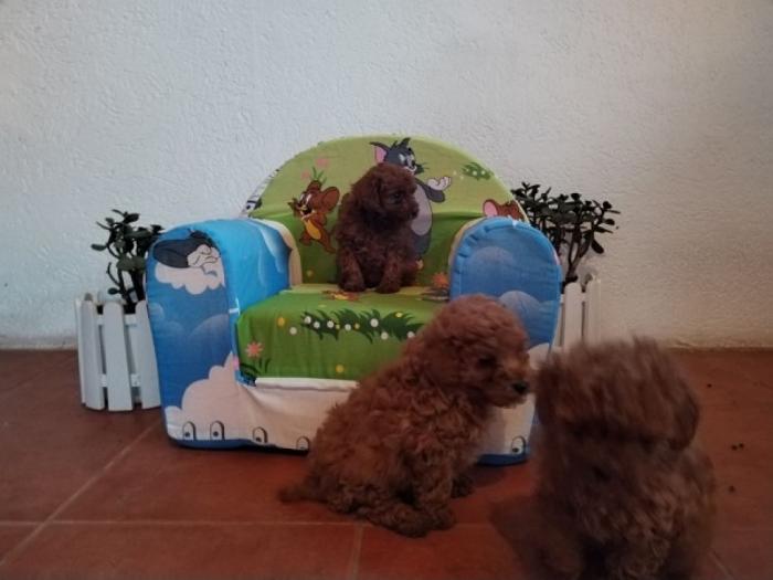 toy i mini pudle besplatni mali oglasi