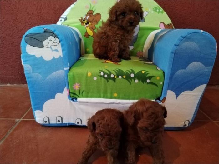 toy i mini pudle besplatni mali oglasi