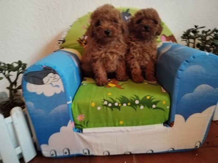 toy i mini pudle besplatni mali oglasi