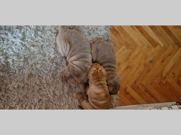 čistokrvni šar pej štenci besplatni mali oglasi