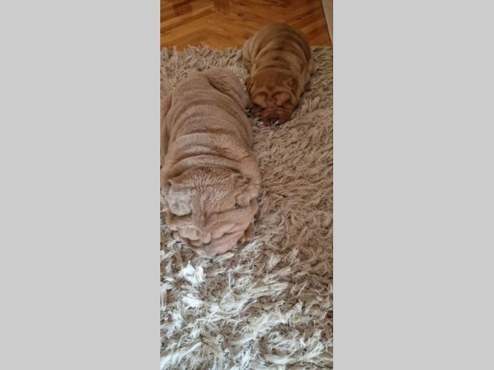 čistokrvni šar pej štenci besplatni mali oglasi