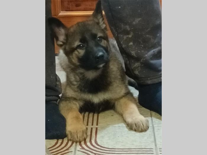 nemački ovčar muško i žensko štene besplatni mali oglasi