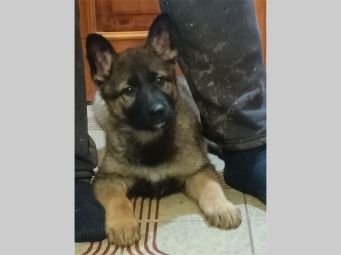 nemački ovčar muško i žensko štene besplatni mali oglasi