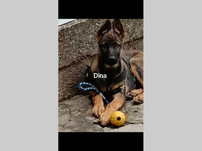 nemački ovčar muško i žensko štene besplatni mali oglasi
