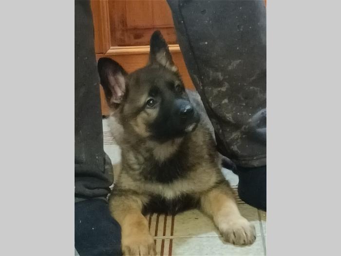 nemački ovčar muško i žensko štene besplatni mali oglasi