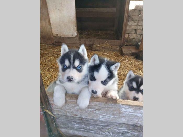 prodajem štence sibirskog haskija besplatni mali oglasi