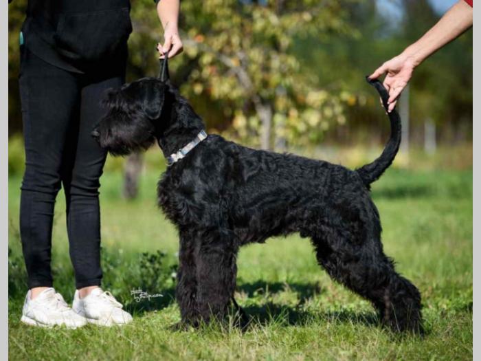 veliki crni šnaucer besplatni mali oglasi