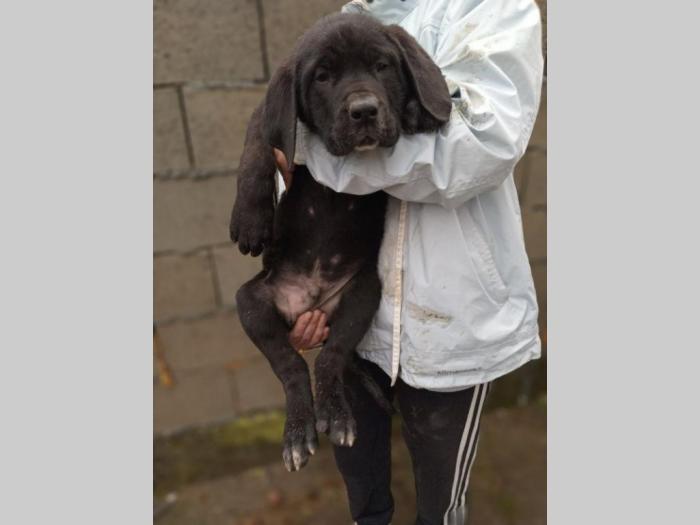 bandog štenci na prodaju besplatni mali oglasi