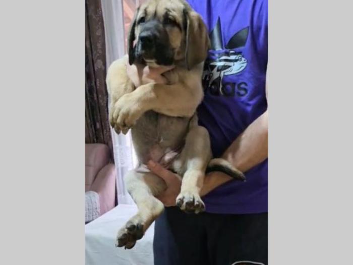 bandog štenci na prodaju besplatni mali oglasi