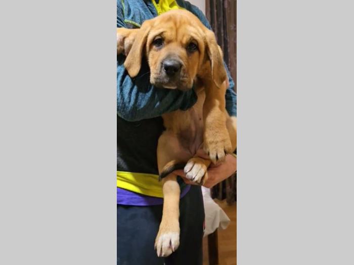bandog štenci na prodaju besplatni mali oglasi