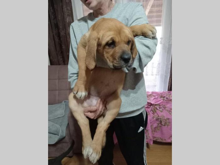 bandog štenci na prodaju besplatni mali oglasi