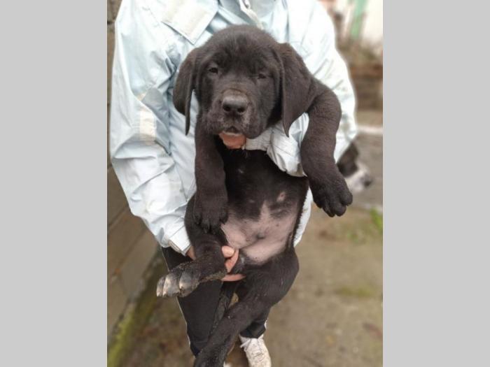 bandog štenci na prodaju besplatni mali oglasi