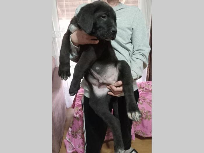bandog štenci na prodaju besplatni mali oglasi