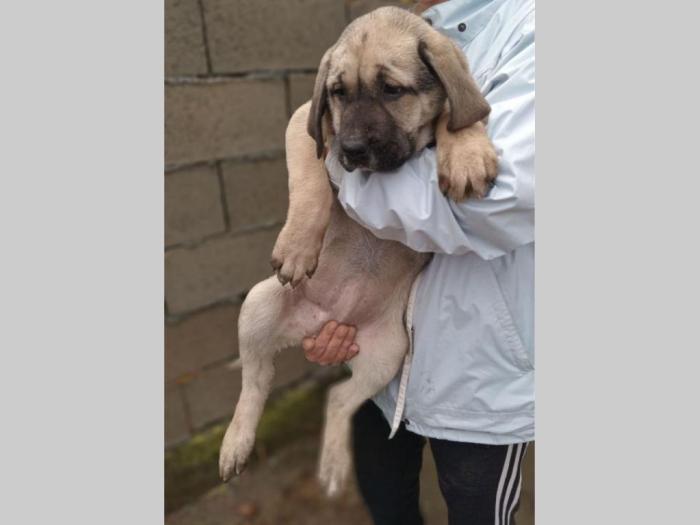 bandog štenci na prodaju besplatni mali oglasi