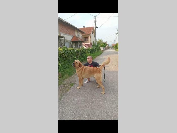bandog štenci na prodaju besplatni mali oglasi