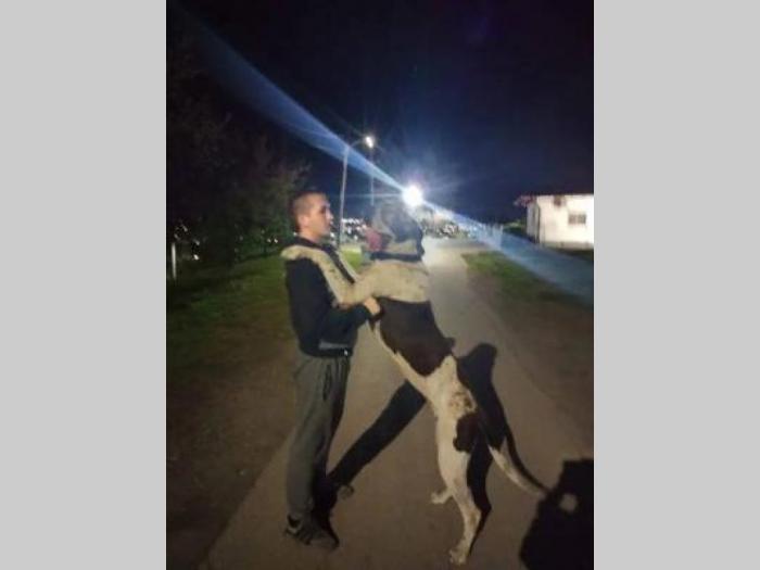 bandog štenci na prodaju besplatni mali oglasi
