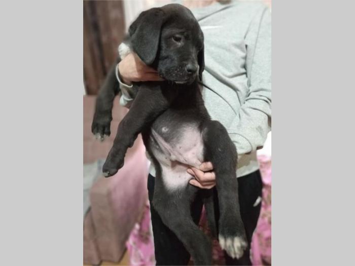 bandog štenci na prodaju besplatni mali oglasi