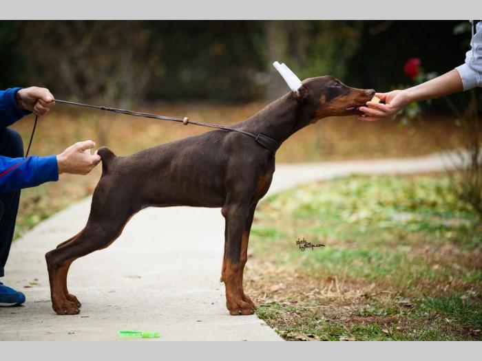 doberman prelepi štenci besplatni mali oglasi