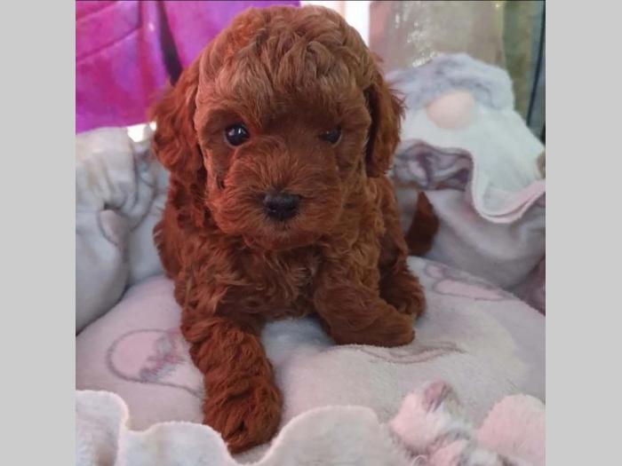 pudle tzv bebe teddy bear štenci besplatni mali oglasi
