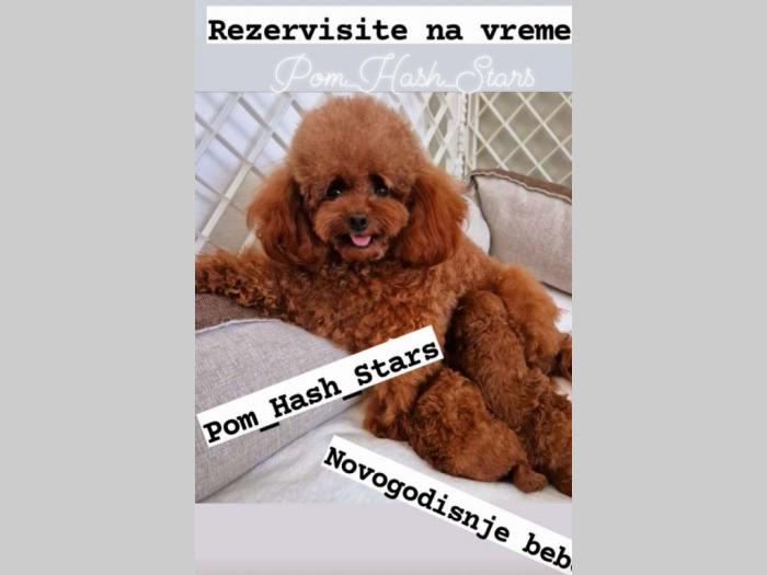 pudle tzv bebe teddy bear štenci besplatni mali oglasi