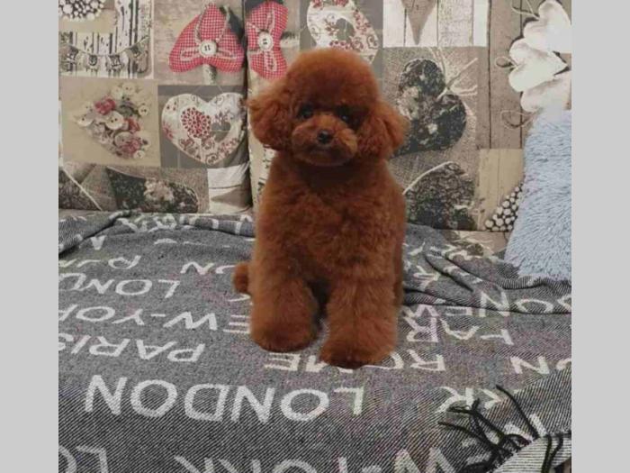 pudle najlepši štenci tzv teddy bear toy pudle besplatni mali oglasi