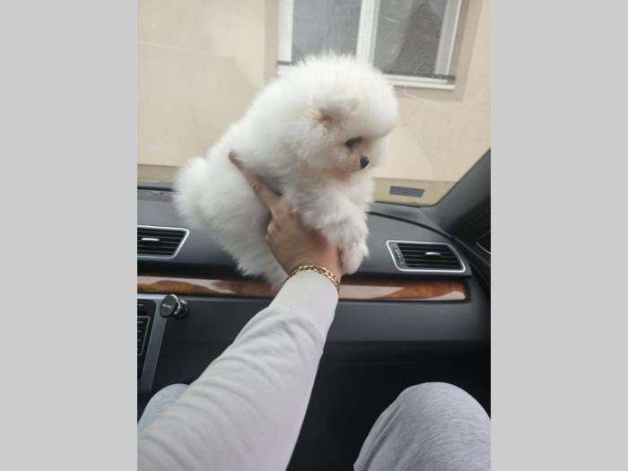 štenci pomeranaca vrhunske genetike besplatni mali oglasi