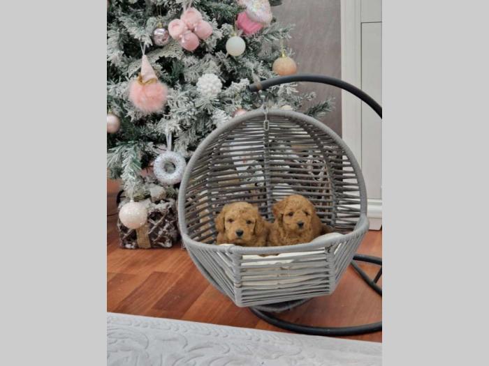 toy i mini pudlice aprikot i crvene boje besplatni mali oglasi